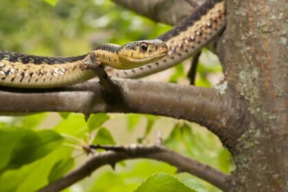 Mitos e Verdades Sobre as Cobras