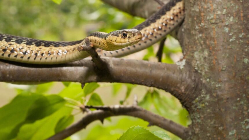 Mitos e Verdades Sobre as Cobras